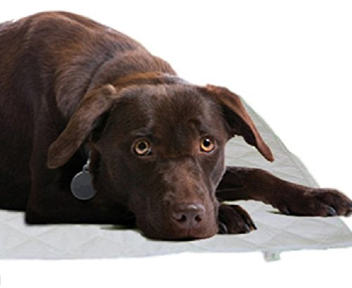 Kerdynelle Magnetmatte zum Wohlbefinden des Hundes