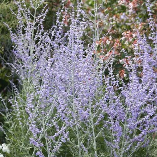 Plant Theory 9cm Pot Perovskia Blue Spire Russian Sage Shrub Plants