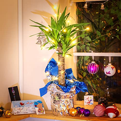 Yucca - Pianta di palma in confezione regalo con luci fate, colore: oro