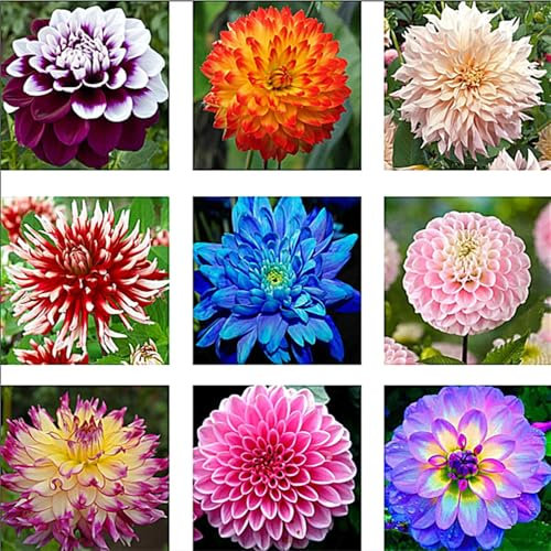 Dahlienzwiebel,Winterhart Mehrjährig,Eine Zwiebelpflanze Mit , Dahlien-Pompons, GroßEn BlüTen,Leuchtend Und Attraktiv,Langer BlüTezeit,Dahlien Knollen Winterhart-2zwiebeln-F