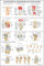 Poster, laminiert, Anatomie und Knieverletzungen, 45,7 x 68,6 cm