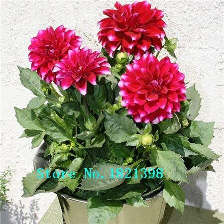 Nero: 100 pezzi di piatto da tavola con semi di dalia arcobaleno, semi di fiori bonsai di peonia cinese, 22 colori tra cui scegliere, per piantare giardini domestici