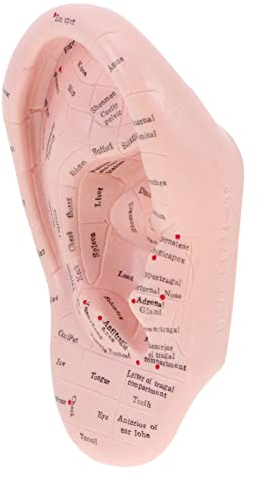 Ohrakupunktur- Tool Menschliches Ohr Anatomisches Ohr Punkt Vaccaria Acupoint Englische Charaktere Chinesische Massage Lehrrequisite Diagramm Ohrakupunktur