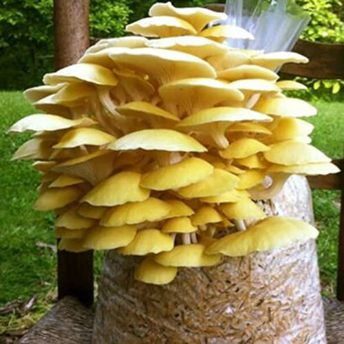 Saterkali Semi di funghi di ostrica, semi di funghi di ostrica da 100 pezzi/borsa Semi di giardino di belle piante gialle a crescita rapida per la casa Seme