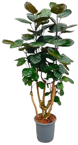 Trendyplants - Polyscias Fabian - Aralia - Zimmerpflanze - Höhe 120-140 cm - Topfgröße Ø24cm