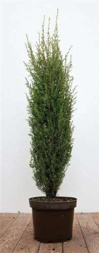 Gemeiner Wacholder Juniperus communis Arnold 60-80 cm winterhart | Säulenform, schnittverträglich, sonnig bis halbschattig, ideal für Vorgärten, Steingärten und Kübelbepflanzung