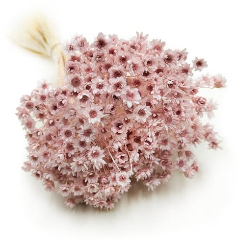 Enchanted Trockenblumen Dekogras Glyxia Comanthera Getrocknetes Gras Ziergras Natürlich Deko Pastellrosa