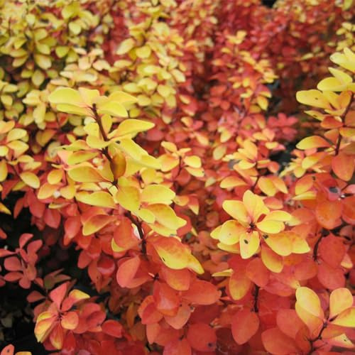 Gelbe Säulen-Berberitze 'Golden Torch' (20-30 cm)