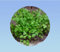 50 graines de Cerfeuil Commun - Anthriscus Cerefolium - herbe aromatique