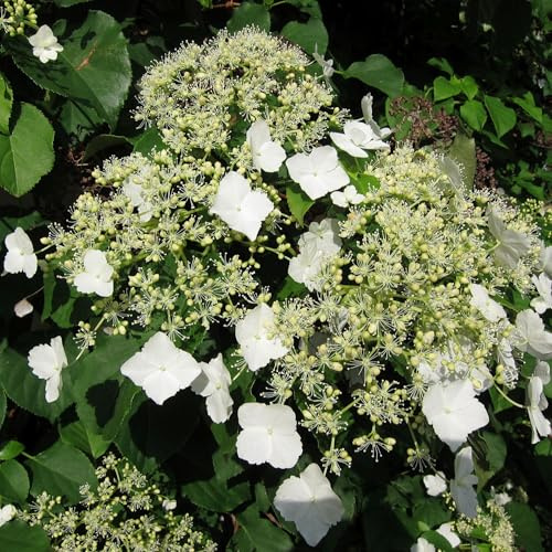 Vivai le Georgiche - Pianta vera di Hydrangea anomala subsp. petiolaris Hydrangea scandens Maxim. Ortensia petiolaris, Ortensia rampicante - vaso Ø 15 cm
