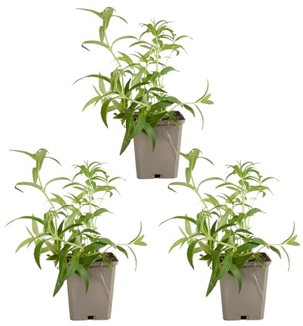 Bloomique - Juego de 3 - Nepeta Blue Moon - Hierba gatera - Resistente - Perenne - Apta para abejas - 10-20 cm de altura - Maceta de 9 cm