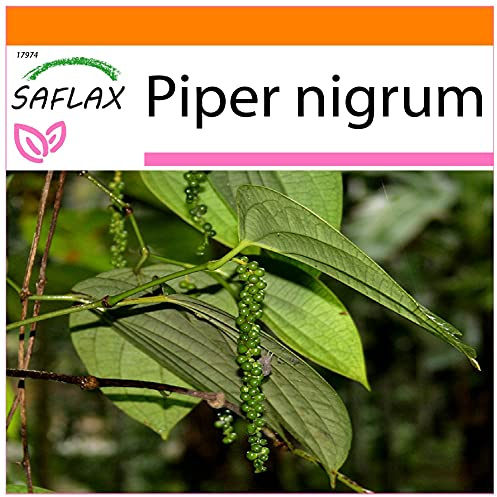 SAFLAX - Garden in The Bag - Pepper Plant - 20 Seeds - Piper nigrum