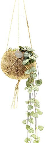 FloraStore - Kokodama Ceropegia '' String of Hearts '' (1x), Height 20 cm, Pot Size 12 cm, House Plant