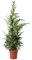 KENTIS - Zypressen Echte Pflanzen Winterhart - Cupressocyparis Leylandii Heckenpflanzen - Hoch 200-220 cm Topf Ø 30 cm