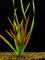 1 Bund Vallisnerien, Vallisneria gigantea Rubra/Riesenvallisneria Rubra, Aquariumpflanze