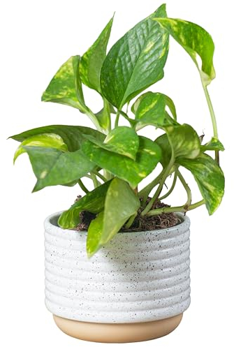 Costa Farms Golden Pothos, Live Indoor Plant, Trailing Vine, Air Purifying