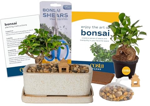 Costa Farms Mini Bonsai, Live Indoor Plant, Easy Care, Home Decor