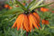50 x Orangerote Kaiserkronen Samen Fritillaria Imperialis Aurora