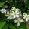 Waldrebe Paul Farges 100-125cm - Clematis fargesioides - Gartenpflanze