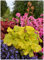 3 x Heuchera Hybride 'Sweet Tart' im 1 Liter Topf (Staude/Winterhart/Bodendecker/Mehrjährig/Immergrün) Purpurglöckchen - Ein Farbhighlight in spritzigem Limettengrün - von Stauden Gänge