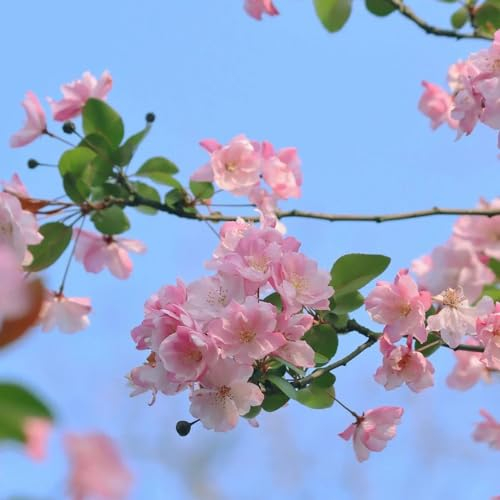 50 pcs hängende begonie samen, begonien samen, blumensamen, garten begonie pflanze - Malus spectabilis - blumenwiese samen mehrjährig, hochbeete für garten bienenweide saatgut, pflanzen