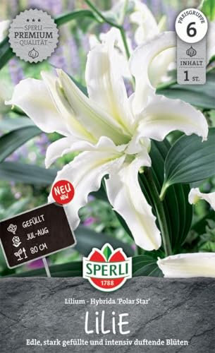 Sperli Lilie Polar Star 263398 - edle, stark gefüllte und intensiv duftende Blumen mit schneeweißen gefüllten Blüten - Lilienzwiebeln, Blumen Zwiebeln