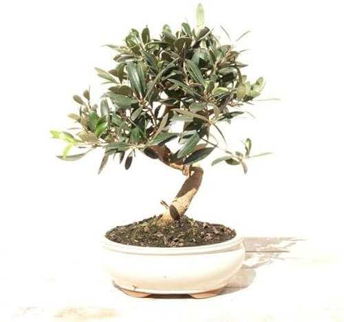 BONSAI OLIVO SILVESTRE 7 AÑOS (ACEBUCHE)