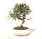 BONSAI OLIVO SILVESTRE 7 AÑOS (ACEBUCHE)