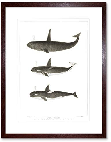 Wee Blue Coo Orca-Killerwale Kunstplakat Gerahmter Kunstdruck 30x40 cm