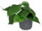 Philodendron Scandens – Ø 12 cm – 15 cm