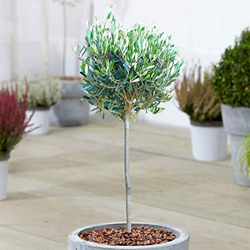 Olive 'Olea Europa' Tree | Hardy Ornamental Potted Patio Trees for Small Gardens | Bushy Olea Europaea Plant in Pots | 2-3ft (2 Trees)