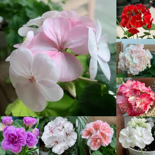 500 pcs Geranien Samen Mehrjährig geschenke für ältere menschen Geranie, Pelargonium Hortorum, geschenke für gartenfreunde pflanzen für draußen winterhart Winterharte Pflanzen Für