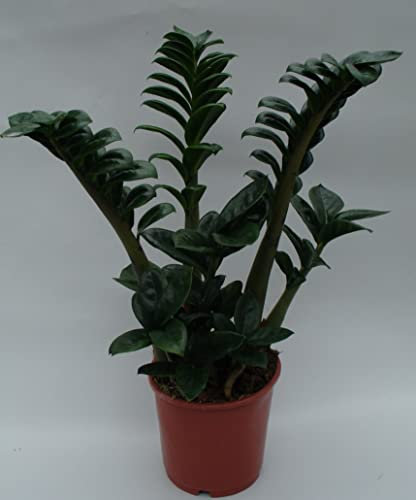 Zamioculcas ZENZI ZZ Plant Rare Variety Indoor houseplant in 14 cm Pot Approx 40 cm Tall