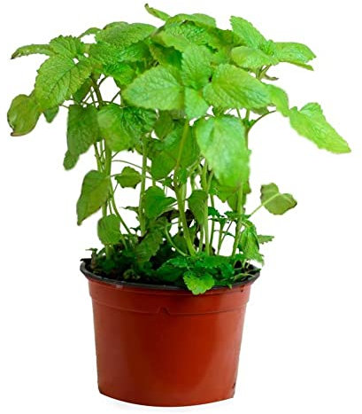 Hierbabuena (Maceta 10,5 cm Ø) - Planta viva - Planta aromatica