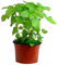 Hierbabuena (Maceta 10,5 cm Ø) - Planta viva - Planta aromatica