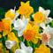Bloomique - 15er-Mix - Narzisse - Narzisse - großblumiger Mix - Farbmix - Blumenzwiebeln - Frühlingsblüher - mehrjährige Pflanzen - wird bis zu 35-45 cm groß