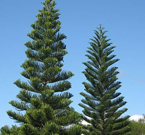 50 piezas de semillas de árbol de araucaria púrpura