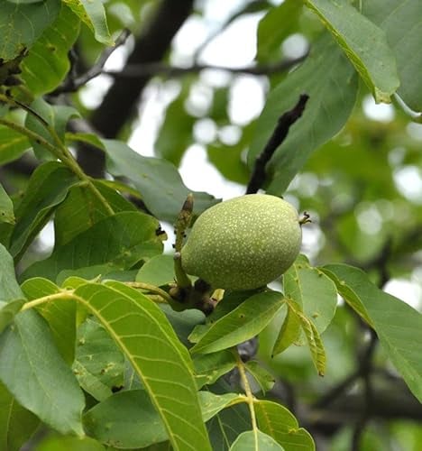 Walnuss Geisenheimer Walnuss 125-150cm - Juglans regia