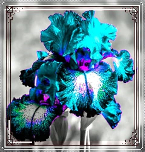 Iris bulbos bulbos de iris bulbos de flor iris iris germanica bulbos