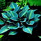 Hosta-Zwiebeln,Winterhart MehrjäHrig,Seltene Funkie,Vier Jahreszeiten,Funkien Pflanze Winterhart,Hosta Pflanzen,Innenhof,Funkien Rhizome-15Zwiebeln-B