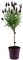 Plant in a Box - Lavandula stoechas 'Anouk' - Lavandier - résistant au froid - plantes de jardin - Pot 12cm - hauteur 30-40cm