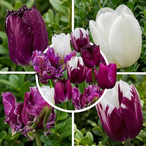 FLORIUM Tulpen Zwiebeln Lila und Weiß Mischung | 25 Blumenzwiebeln | Tulpenzwiebeln Winterhart mehrjährig | Niederländische Qualität | Für Garten, Töpfe und Balkon