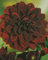 Schmuck Dahlie Arabian Night Knolle Blumenzwiebeln (1)