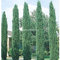 30 stücke Zypressen Platycladus orientalis orientalischer Lebensbaum samen Nadelbaum samen bonsai samen für DIY hausgarten