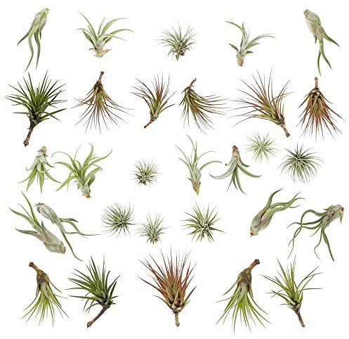 6 Tillandsia Mélange, Air Plante, Intérieur Plante…