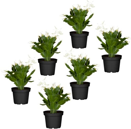 Cactus de la Navidad de Color Blanco | Pack de 6 Plantas | DECOALIVE | Plantas de Navidad Naturales
