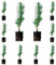 ¡¡¡ 10 Plantas !!! natural Pino piñonero. Pinus Pinea. 20-30 cm. En cepellón listos para plantar. Plantar un pino piñonero ayuda al medio ambiente, provee sombra, belleza y piñones nutritivos.