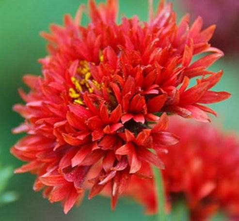 Sundance Red Gaillardia PUCHELLA 25 + Semestral