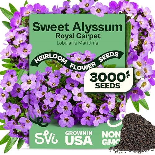 SVI Royal Carpet Sweet Alyssum Seeds (Lobularia maritima) – Paquet de graines d'alyssum sucré en vrac – Parfait couvre-sol violet graines de fleurs pour l'extérieur, conteneurs, bordures
