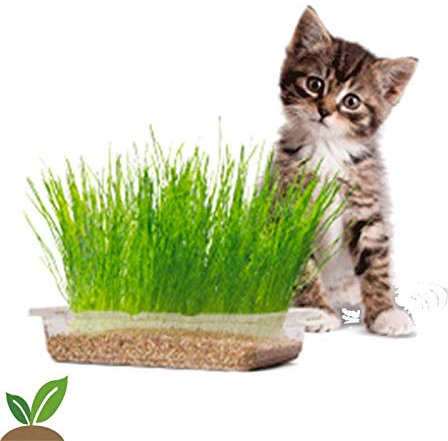 SEMILLAS HIERBAS PARA GATOS 10GR.